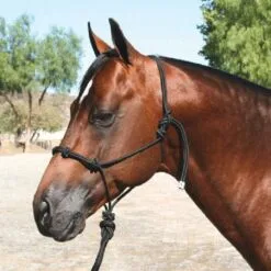 Professional's Choice Clinician Halter With Lead