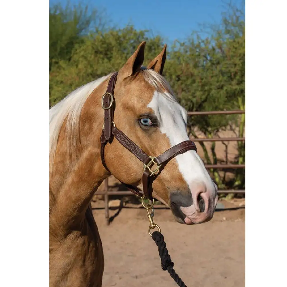 Professional's Choice Leather Cob Halter 3 Professional's Choice Leather Cob Halter